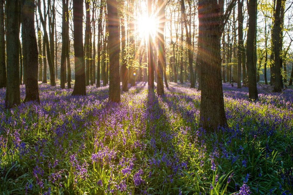 spring-bluebells-1500x1000.jpg